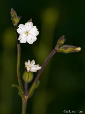 White Flower