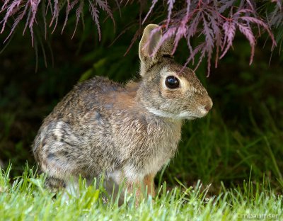 Rabbit