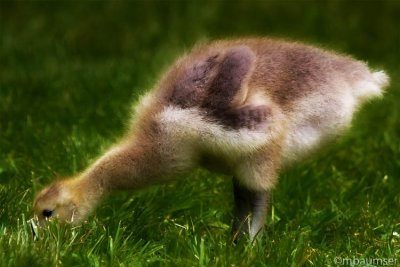 Baby Bites