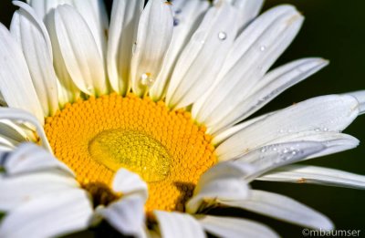 Water Drop on Daisy