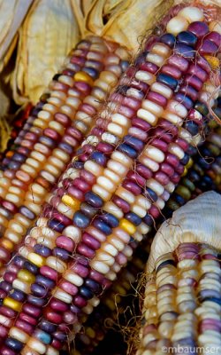 Indian Corn