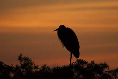 Great Blue Heron Sunrise Silhouette