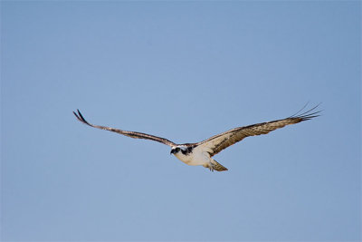 Osprey In Flight