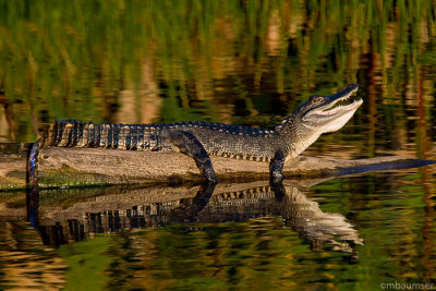 Baby Alligator at Wakodahatchee Wetlands