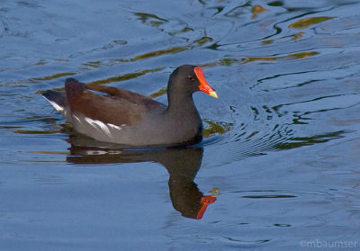 Common Moorhen