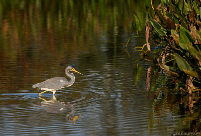 Tricolored Heron