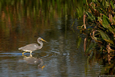 Tricolored Heron