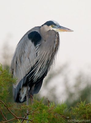 Great Blue Heron