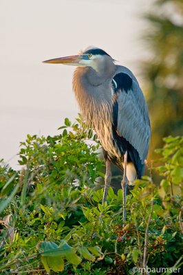 Great Blue Heron