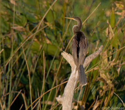 Anhinga