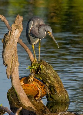 Tricolored Heron and Turrtle
