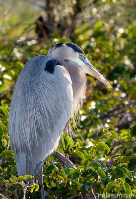 Great Blue Heron