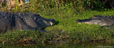 Alligators Face To Face