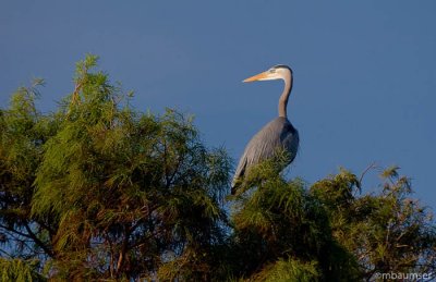 Blue Heron in a Tree