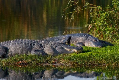 Side by Side Alligators II