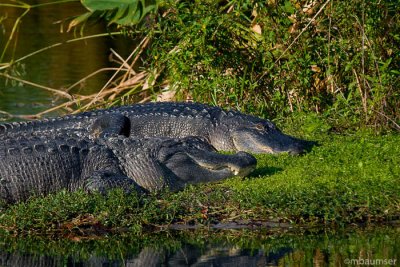 Side by Side Alligators