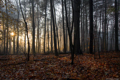 Sun pokes through the fog