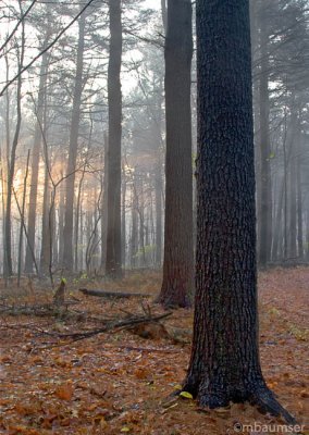 Trees and Fog