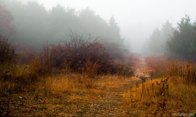 A Foggy Path