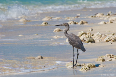 Dark Morph Reddish Egret