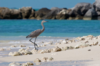 Dark Morph Reddish Egret