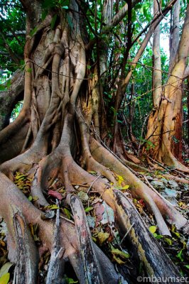 Tree Roots