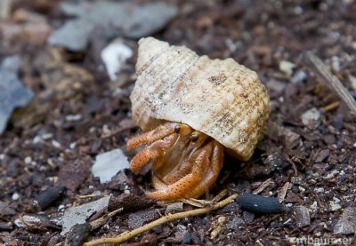 Small Hermit Crab