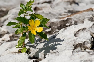 Yellow Flower on Rock II