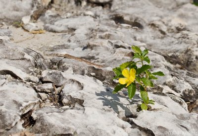 Yellow Flower on Rock