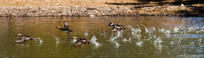 Hooded Mergansers take flight