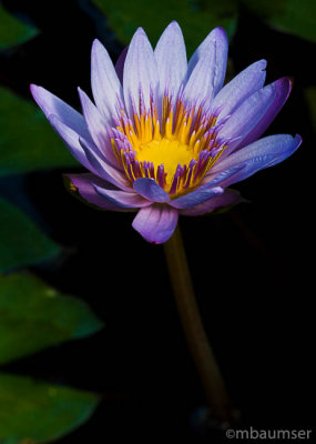 Lotus Blossom 0534