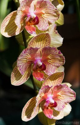 Orchid 0569
