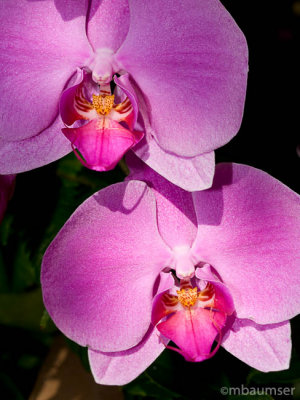 Orchid 0577