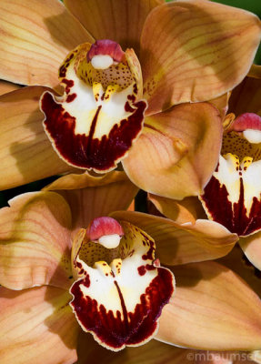 Orchid 0588