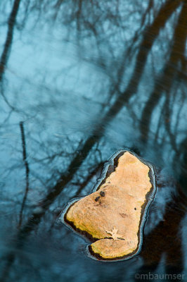 Leaf on a Rock in a Stream