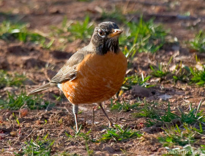 American Robin: It must be spring
