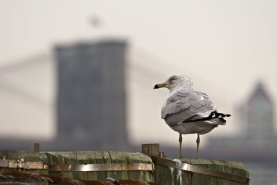 NYC Gull 6677