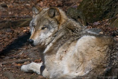 Wolf 6826