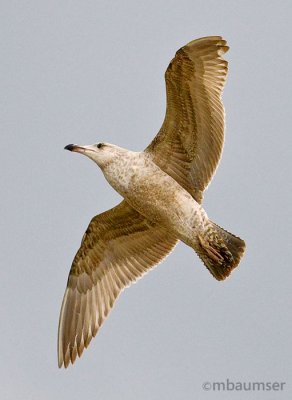 Juvenile Herring Gull In Flight 0870