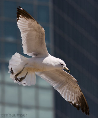 Gull In Flight 0993