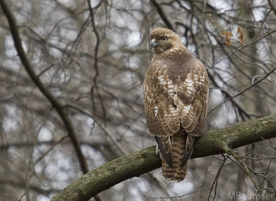 Red Tail Hawk 6951