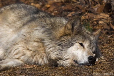 Wolf 6721