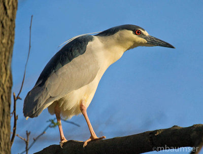 Adult Black-crowned Night Heron 7645