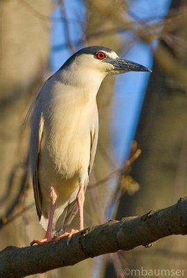 Adult Black-crowned Night Heron 7630