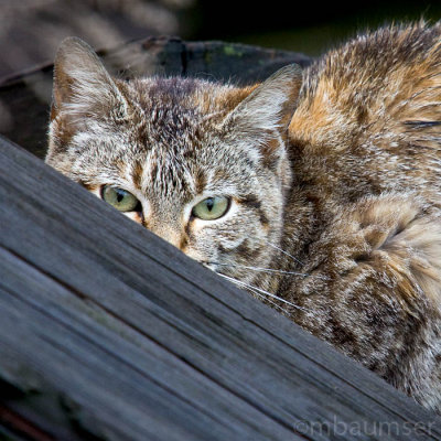Stray Cat Hiding On The Pier