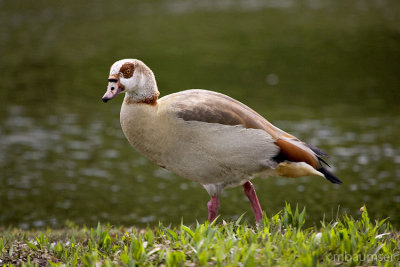 Egyptian goose