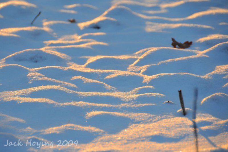 Late Day light on the snow