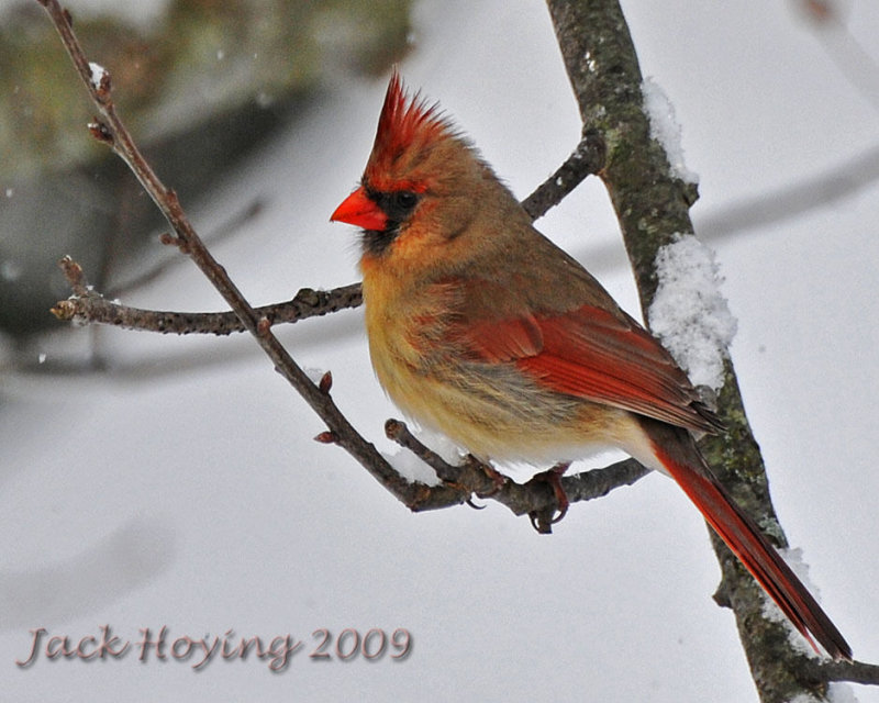 Female Cardinal