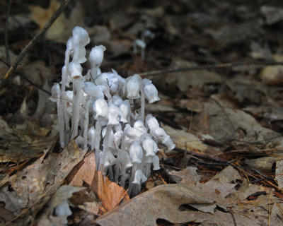 Indian Pipe Mushrooms