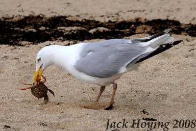 Seagull with a crab dinner